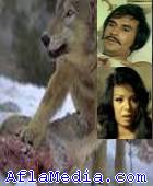 Wolfs Dont Eat Meat - ذئاب لاتأكل اللحم 